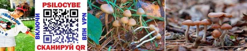 Галлюциногенные грибы Psilocybine cubensis  где купить   Кукмор 